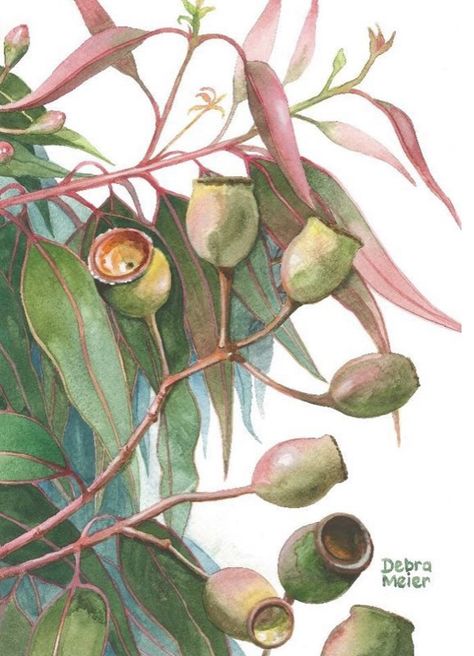 Australian Gum Leaves, Gumnuts And Leaves, Australian Native Watercolour, Australian Botanical Art, Eucalyptus Art, Living Overseas, Gum Leaves, Australian Painting, Australian Wildflowers