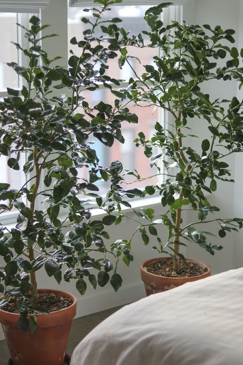 13 Things Nobody Tells You About Indoor Citrus Trees - Gardenista Yellow Skincare, Lemon Tree Potted, Citrus Tree Indoor, Indoor Lemon Tree, Skincare Texture, Kumquat Tree, Meyer Lemon Tree, Citrus Plant, Indoor Tree