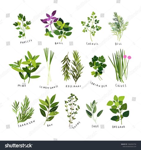 Clip art illustrations of herbs and spices such as parsley, basil, chervil, dill, mint, lemongrass, rosemary, coriander, chives, tarragon, bay leaves, thyme, sage and oregano #Ad , #sponsored, #basil#parsley#chervil#mint Monthly Schedule Planner, Herb Wall, Wood Sorrel, Bay Leaves, Herbs And Spices, Fabric Panel, White Paneling, Wall Calendar, Fabric Panels