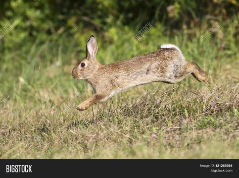 Bunny Jump, Rabbit Jumping, Wild Bunny, Rabbit Pictures, Rabbit Photos, Rabbit Drawing, Rabbit Run, Wild Rabbit, Bunny Cages