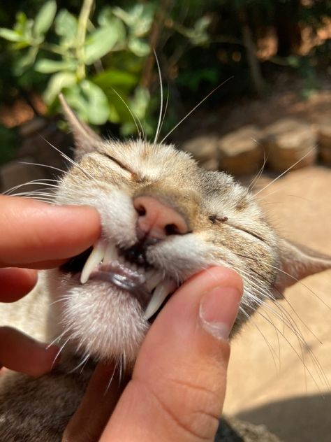 Kitten teeth Kitten Teeth, Silly Cats, Cat Love, Kittens, Funny, Animals