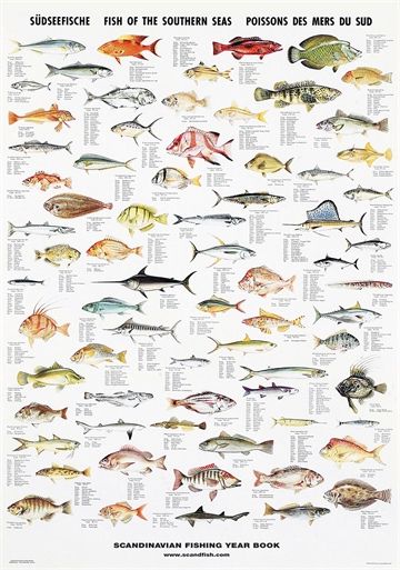 Tropical fish and shellfish poster – Unique and beautiful Fish Chart, Fish Poster, Animal Plates, Salt Water Fishing, Salt Water Fish, Types Of Fish, Nature Posters, Catching Fish, Silly Animals