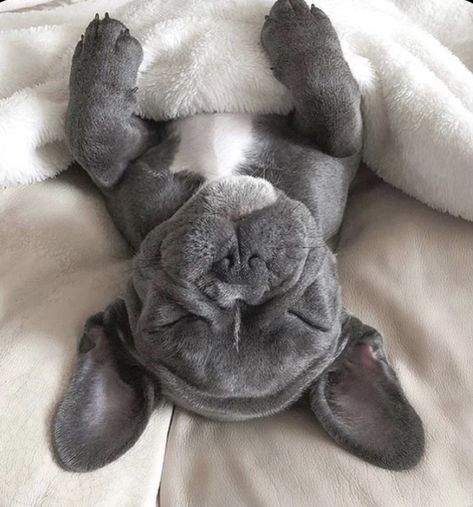 Grey French Bulldog, Baby French Bulldog, Cute Bulldog Puppies, Bulldog Francese, Super Cute Puppies, Cute Bulldogs, Cute Animals Puppies, Frenchie Puppy, Cute French Bulldog