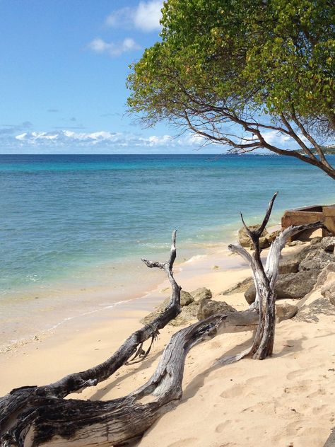 Travel Barbados, Deserted Beach, Beach Entry Pool, Island Wallpaper, Amazing Trees, Deserted Island, Stay Salty, Stunning Scenery, Caribbean Food