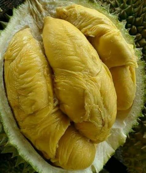 Durian Tree, Recipe Storage, Food Forest, Fruit Vegetables, Fruit Tree, Garden Fertilizer, Small Trees, Dining And Kitchen, Fruit Trees