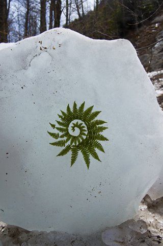 Greenspirit Arts Fern Spiral Tattoo, Fern Spiral, Fern Logo, Spiral Tattoos, Fern Tattoo, Andy Goldsworthy, Clever Tattoos, J Smith, Nature Artists