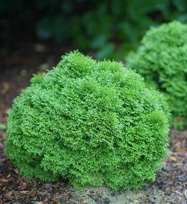 Bushes Landscaping, Globe Arborvitae, Green Bushes, Small Evergreen Shrubs, Thuja Occidentalis, Garden Shrubs, Proven Winners, Tater Tots, Flowering Shrubs