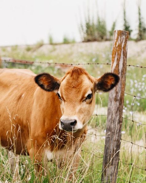 The heifers got to move to a new pasture the other day and they’re in heaven! . If you’ve ever seen cows turned out to new pasture you will know what I’m talking about - they run and run like little kids who are experiencing something brand new . #dairycow #jerseycow #minijerseycow #familymilkcow #homestead #a2milk #rawdairy Polyamorous Wedding, Cows Photography, Ranch Photography, Munchkin Kitten, Cow Pasture, Cow Photography, Beef Sticks, Jersey Cow, Cow Pictures