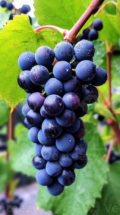 AI Generative Vitis vinifera grape vine dark blue ripe fruits Grapes On The Vine, Bat Oc, Food References, Grocery Market, Fruit Bat, Rainbow Fruit, Black Grapes, Ripe Fruit, Coastal Gardens