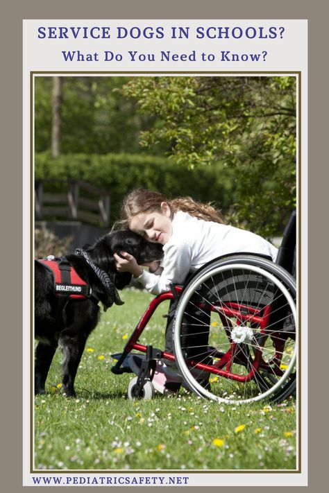 Service Dogs in Schools? What Do You Need to Know?  There are many questions around the use of Service Dogs by children in schools. Are there risks? Do the pros outweigh the cons? Read more about this before it becomes an issue in your child's school Service Dogs Gear For School, Service Dog Gear For School, Psychiatric Service Dog, Puppy Tips, Kennel Ideas, Service Dogs Gear, Service Dog Training, Puppies Tips, Dog School