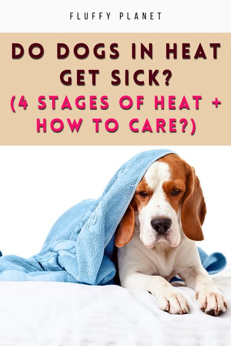 Owning an unspayed female dog comes with unique responsibilities, especially during her heat cycle. This natural process raises a question: How can I best care for her?Keep reading to delve into the intricacies of heat cycles and address your concerns. Dog Heat Cycle, Dog Heat, Female Dog In Heat, Dog In Heat, Diy Dog, Diy Dog Stuff, Dog Stuff, Dog Care, New Puppy