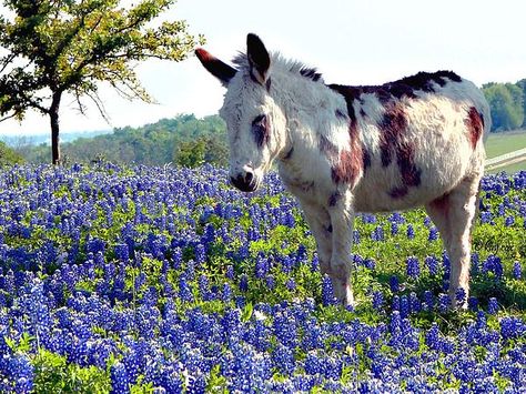 Donkey Images, Mini Donkey, Miniature Donkey, Cute Donkey, Cute Goats, Photography Artist, Barnyard Animals, Horses And Dogs, Reptiles Pet