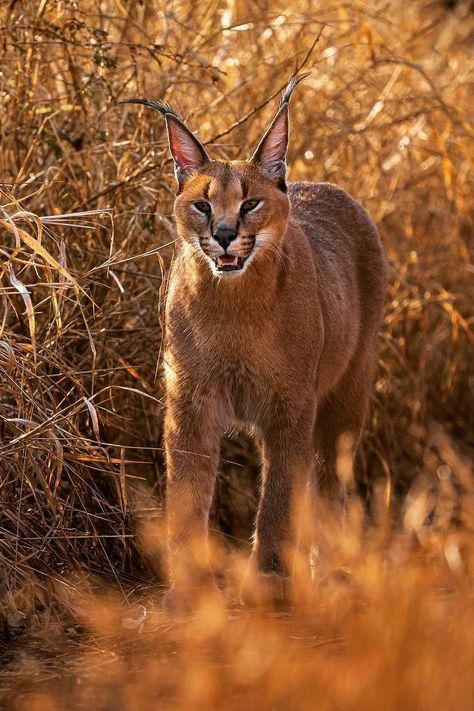 Caracal (Caracal caracal) / Caracal / Image by henrikkarlssonnaturfoto (Henrik Karlsson) from instagram Caracal Aesthetic, Big Floppa, Caracal Cat, Jesus Art Drawing, Minnie Rose, Norwegian Forest, Character Aesthetics, Norwegian Forest Cat, Arctic Fox