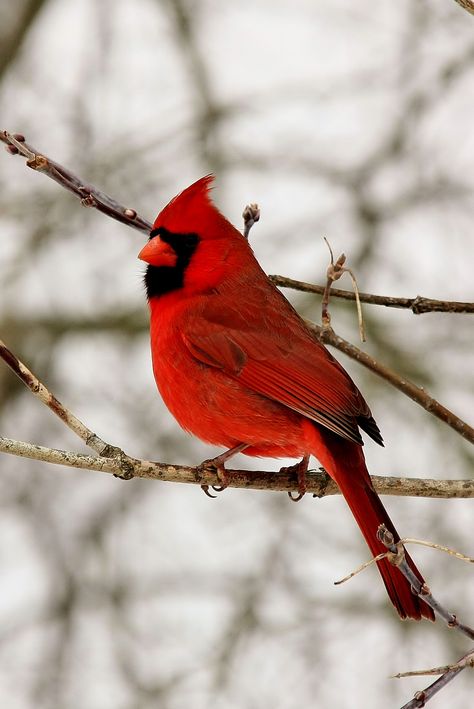 Bird Photos, Cardinal Bird, State Birds, Inspirational Messages, Cardinal Birds, Red Bird, Airbrush Art, Idea Board, Backyard Birds