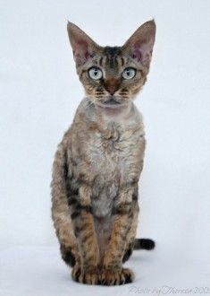 Brown Devon Rex Cats, Devon Rex Kittens, American Wirehair, Brown Tabby, Selkirk Rex, Devon Rex Cats, Cornish Rex, Kitten Photos, Rex Cat