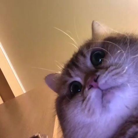 12 Times Pets Tried To Unlock Their Owners Phone And Failed Miserably A Cat, Close Up, Gif