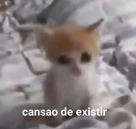 Spanish Memes, Funny Cute Cats, Silly Cats, Reaction Pictures, Mood Pics, Funny Cute, Dankest Memes, Cat Memes, Cute Cats