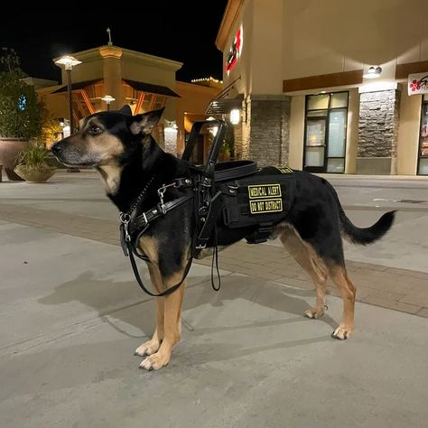 Service Dog Backpack, Black Lab Service Dog, Doberman Service Dog, Service Dog Art, German Shepherd Service Dog, Service Dog Gear, Psychiatric Service Dog, Service Dog Patches, Dog Equipment