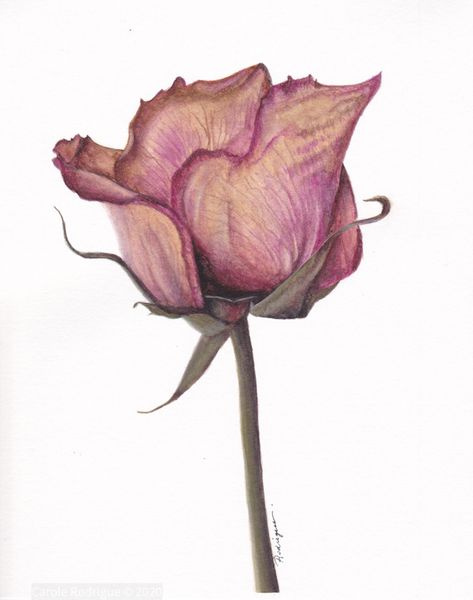 Watercolour botanical art painting of dried rose by artist Carole Rodrigue Withered Flower Illustration, Withered Rose Drawing, Dried Flower Drawing, Rose Wilting, Rose Drawing Watercolor, Rose Watercolour, Roses Illustration, Withered Flower, Wilted Rose