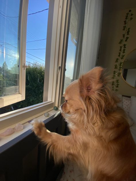 Dog Head Out Window, Dog Looking Out Window, Dogs Looking Out A Window, Dog Looking Out Window Painting, Looking Out Window, Sunset Through Window Aesthetic, Cat Staring Out Window, Cute Dog, Camera Roll