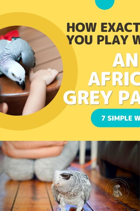 Discover how to keep your intelligent African Grey parrot entertained and engaged with our comprehensive guide on playtime, including tips on toys, training, and social interaction. Learn the importance of trust and bonding for your parrot's well-being. Check out at https://www.tiktokparrot.com/playtime-for-bird-how-to-play-with-your-african-grey-parrot/ African Grey Parrot Toys, Grey Parrot, African Grey Parrot, Parrot Toys, African Grey, Social Interaction, Play Time, Well Being, Parrot