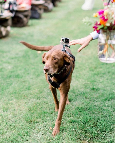 Go pro attached to dog going down the aisle, pet wedding ideas {J Harper Photo} Pet Wedding Ideas, Dog Wedding Photos, Lakeside Wedding, Wedding Pets, Go Pro, Doodle Dog, Ceremony Inspiration, Wedding Decor Inspiration, Wedding Theme Colors