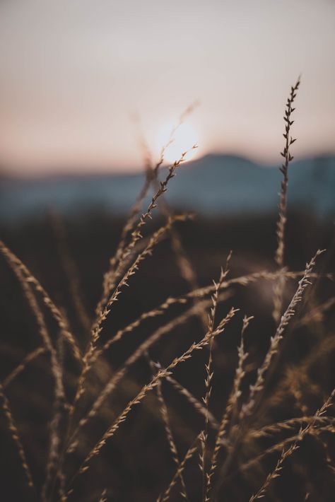 We were watching the beautiful sunset... | HD photo by Joshua Newton (@joshuanewton) on Unsplash Samsung Wallpapers, Back Ground, 背景 シンプル, Beautiful Flowers Wallpapers, Wallpaper Vintage, Alam Yang Indah, Photo Images, Nature Aesthetic, Screen Wallpaper