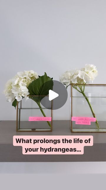 Lori-Lee Kofsky on Instagram: "Caring for your hydrangeas when you first put them in a vase is very important. Proper initial care, such as trimming the stems, removing leaves below the water line, soaking the petals in water and using hot water, can significantly extend the life and freshness of the flowers.  I love to see how small changes in caring for your flowers can make such a difference to their lifespan. The experiment demonstrates the impact of these practices.  Try it yourself and let me know how it works for you!!" Petals In Water, Water Can, Small Changes, The Flowers, In Water, Hot Water, Hydrangea, Garden Ideas, It Works