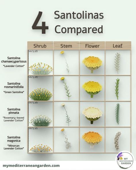 Flower Garden Plans, Garden Flowers Perennials, Plants In Jars, Garden Site, Drought Tolerant Garden, Dry Garden, Comparison Chart, Lavender Garden, Grasses Garden