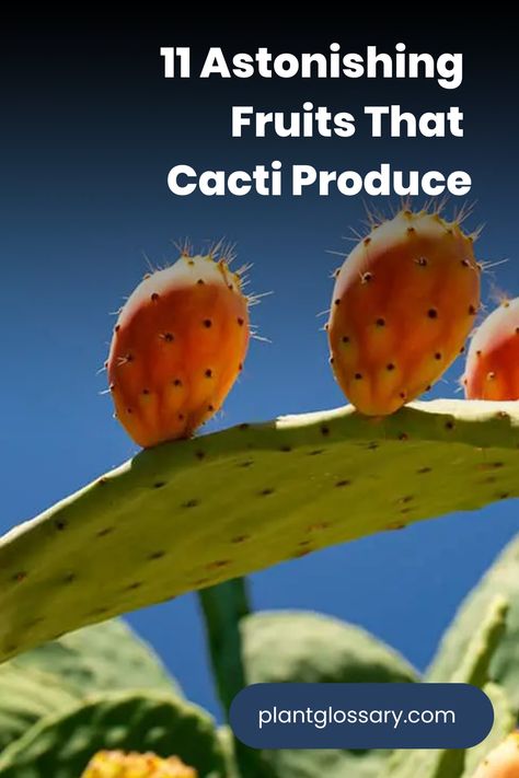 Beyond their rugged appearance, cacti can yield some truly delightful fruits. In this article, we introduce 11 surprising fruits that grow on cactus plants. Discover the intriguing flavors and nutritional benefits of these cactus fruits, and see how they can enhance your culinary adventures and gardening endeavors. Cactus Pears, Organ Pipe Cactus, Cactus Fruit, Unique Fruit, Indoor Cactus, Barrel Cactus, Prickly Pear Cactus, Types Of Fruit, Sandy Soil