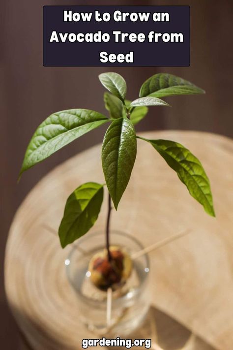 Growing an avocado tree from seed is easier than you think! Follow these simple instructions to produce your very own avocado tree at home. Avocado Tree From Seed, Avocado Facts, Avocado From Seed, Growing Avocado, Avocado Seed Growing, Avocado Recipes Breakfast, Avocado Plant, Grow Avocado, Avocado Seed