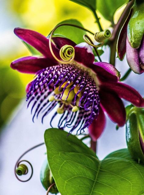 Bild Gold, Garden Purple, Strange Flowers, Fancy Flowers, Unusual Plants, Unusual Flowers, The Secret Garden, Rustic Flowers, Rare Flowers