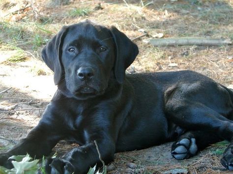 Mastador - Study in temperament #LoveMyMastador #DenvertheDinosaur Mastador Dog, Puppies Cutest, Mastiff Mix, Black Labrador Retriever, Purebred Dogs, Lab Puppies, Mixed Breed Dogs, Labrador Retriever Dog, Husky Puppy