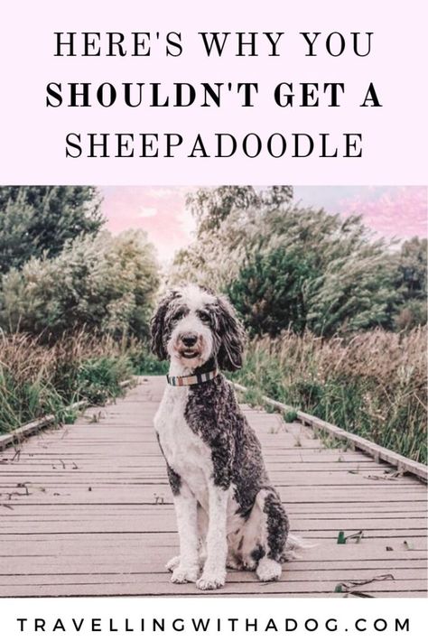 Sheep A Doodle Dog, Sheep Doodle Dog, Sheepadoodle Tattoo, Sheepadoodle Haircut Styles, Old English Sheepdog Haircut, Sheepdog Haircut, Sheepadoodle Grooming Styles, Black Sheepadoodle, Sheepadoodle Haircuts