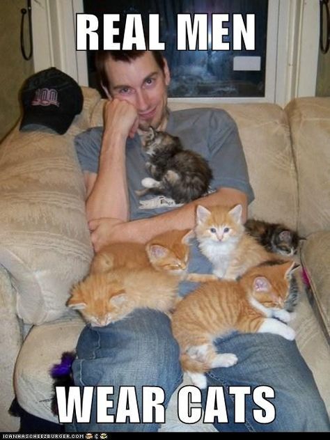 Real Men Wear Cats. Five Cats, Gato Calico, Four Cats, Calico Kitten, Men Wear, Cat People, Real Men, Funny Cat Memes, Funny Cat Pictures