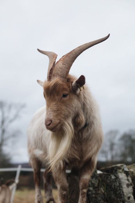 Animals Wallpaper Aesthetic, Cute Animals Wallpaper, Goat Pictures, Black Beams, Tattoo Goat, Goat Fence, Goat Feeder, Goat Picture, Guard Tower