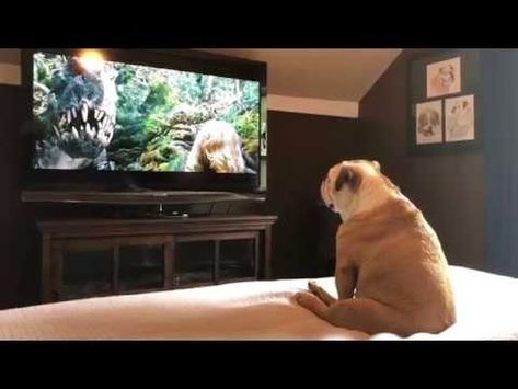 Adorable Bulldog Reacting to 'King Kong' Scene (VIDEO) Dog Watching Tv, King Kong Movie, Bulldog Funny, Baby Squirrel, Watch Dogs, Good Buddy, Dog Barking, Video Maker, Watching Tv