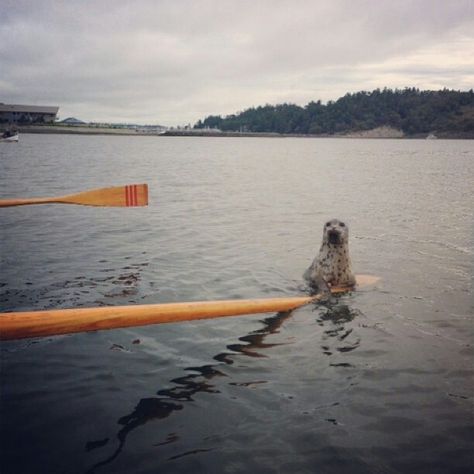 Boogie Boarding, Seafood Grill, Washington Mountains, Emerald Forest, Harbor Seal, Wooden Paddle, Evergreen State, Western Washington, Northwest Coast