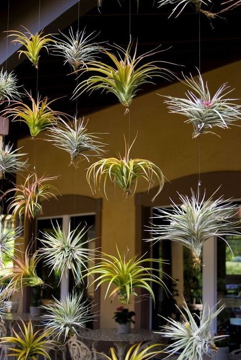 Air Plant Garden, Airplant Wall, Plant Display Ideas, Air Plants Decor, Plants Hanging, Air Plants Care, Air Plant Display, Tillandsia Air Plant, Tower Garden