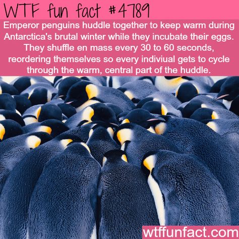 Facts About Penguins, Penguin Facts, Emperor Penguins, Weird But True, Emperor Penguin, Crazy Facts, Wow Facts, Did You Know Facts, Random Facts