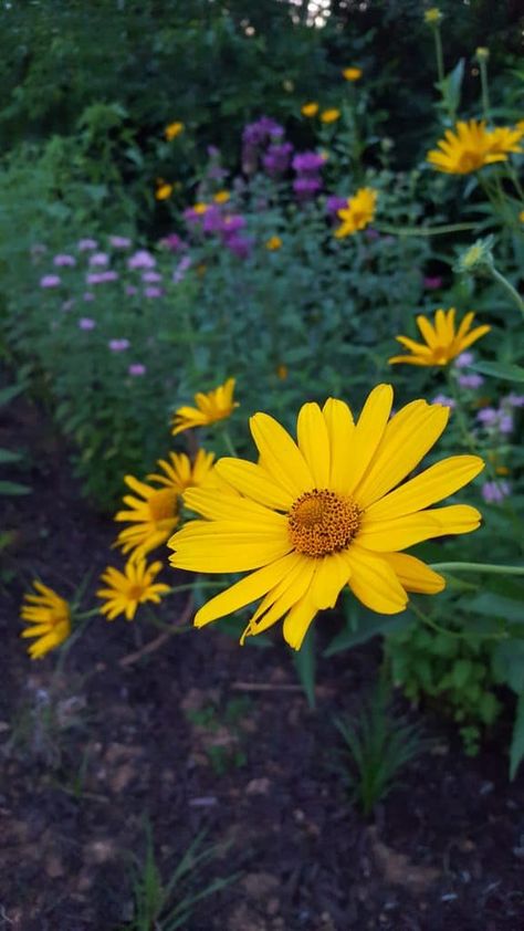 False Sunflower – A complete guide (Heliopsis helianthoides) – GrowIt BuildIT False Sunflower, False Sunflower Plant, Tall Coreopsis, Tuscan Sun Heliopsis, Plant Sunflowers In Ground, Heptacodium Miconioides, Powdery Mildew, Fence Landscaping, Garden Borders