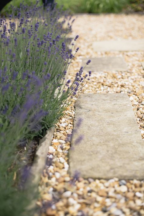 Natural stone and gravel path with lavender border in Cheshire by Matt Nichol Garden Design Garden Stone Design, Lavender Outdoor Decor, Lavender Lined Path, Cotswold Gravel Garden, Pea Gravel Garden Path, Cotswold Stone Gravel, Biodiversity Garden, Lavender Path, Pea Gravel Garden