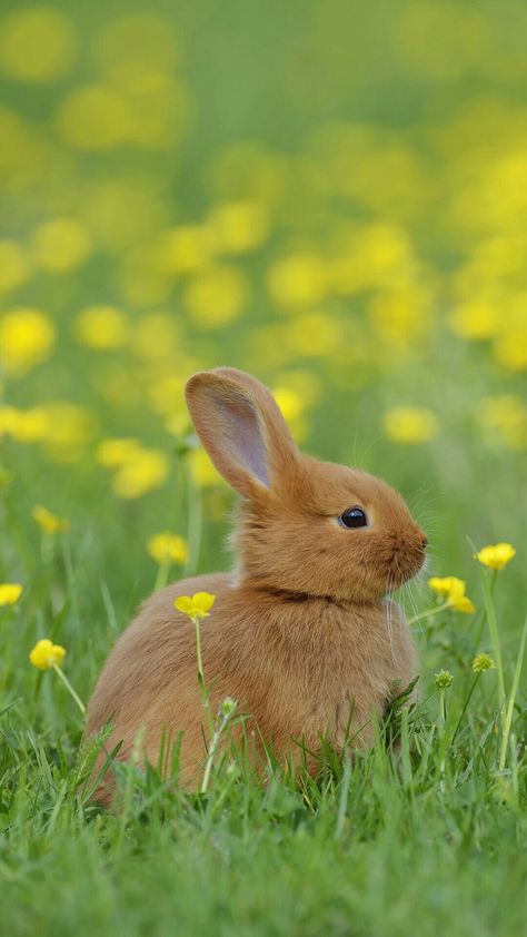 Cute Animals Kissing, Cutest Bunny Ever, Rabbit Wallpaper, Rabbit Pictures, Rabbit Photos, Beautiful Rabbit, Baby Rabbit, Spring Animals, 4 By 4