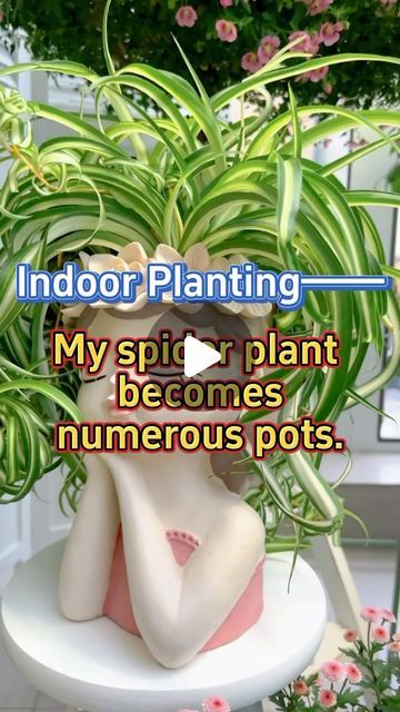 Plant Growing Ideas, Planting Plants, Spider Plant, Ideas For The Garden, Plant Growing, 10k Views, Spider Plants, House Plants Decor, Plants Decor