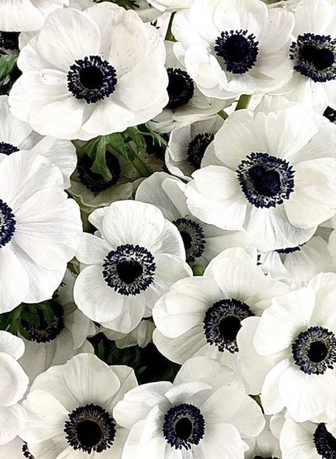 Flower Dictionary, Magical Pictures, Esthetics Room, Anemone Flower, Winter Wallpaper, Beautiful Blooms, Color Theory, Anemone, Pretty Flowers