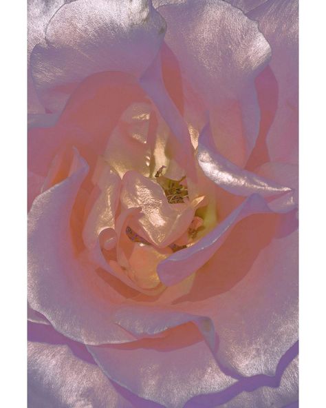 Xuebing Du, Lilac Sunset, Plants And Flowers, Flower Petals, Mother Of Pearl, Close Up, Lilac, Canvas Art, Sun