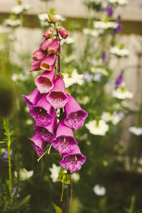 fox glove. Nicola Kirk Photography. Pink Foxglove Flower, Foxglove Sketch, Fox Gloves Flower, Foxgloves In Garden, Foxglove Photography, Foxglove Bouquet, Painting Foxgloves, Foxglove Art, Poison Path