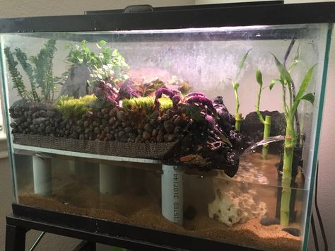 Hydroponic Paludarium for Water Skinks Red Eyed Crocodile Skink Enclosure, Crocodile Skink Enclosure, Skink Enclosure, Red Eyed Crocodile Skink, Crocodile Skink, Tortoise Habitat, Reptile Room, Reptile Enclosure, Animal Room