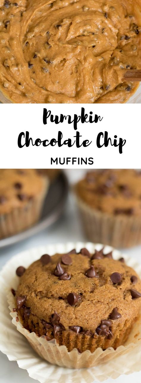 These Pumpkin Chocolate Chip Muffins are the best you’ve ever had! They are perfectly moist and so chocolatey, you won’t resist! They are extremely easy to make, throw a couple of ingredients together and infuse your whole house with the warm and spicy smell of fall!  #fallbaking #chocolatechippumpkinmuffins #pumpkinchocolatechipmuffins #chocolatechippumpkinmuffinrecipe #pumpkinmuffins #chocolatechipmuffins #muffin #fallmuffin #thanksgiving Healthy Pumpkin Chocolate Chip Muffins, Muffins Pumpkin, Chocolate Chip Muffin Recipe, Pumpkin Chocolate Chip Muffins, Pumpkin Chocolate Chip, Pumpkin Chocolate Chips, Healthy Pumpkin, Breakfast Muffins, Chocolate Chip Muffins