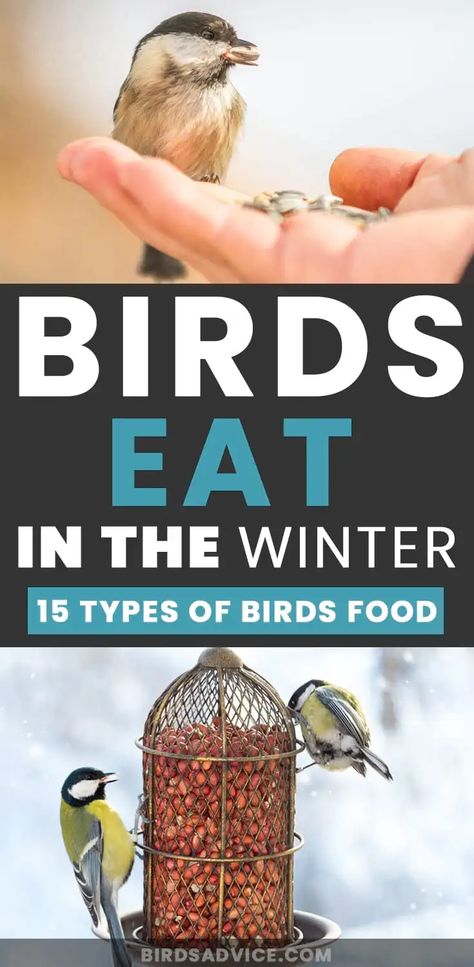 What Do Birds Eat in the Winter? Winter Food | Birds Advice Feeding Wild Birds, What Do Birds Eat, Covered Bird Feeder, Winter Backyard, Feeding Birds In Winter, Winter Bird Feeders, Bird Habitat, Birds In Winter, Backyard Birds Watching